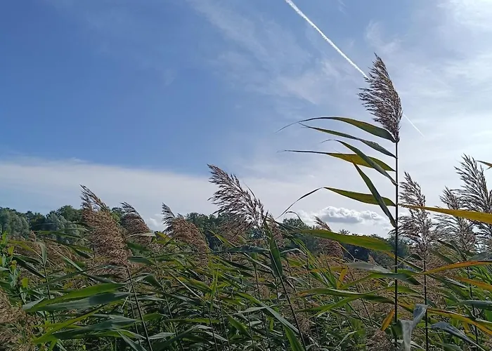 Jore-fewo In Bad Saarow, 50m Bis Zur Therme * Bad Saarow